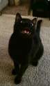 WAO CAT.jpg