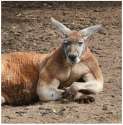 kangaroo.jpg