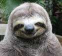 cropped-happy-smug-sloth.jpg