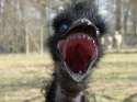 2014savage_emu.jpg
