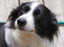 BorderCollieWynne7Years2.jpg