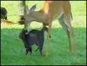 moose eats car.gif