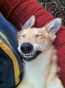 funny_dog_face.jpg