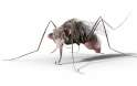 elephant-mosquito1.jpg