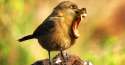 cover_animals2.jpg