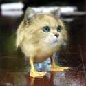 cat_duck.jpg