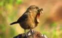 MonkeyBird.jpg
