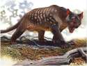 thylacoleo.jpg