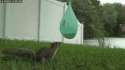 tmp_23413-1388219393362982394715.gif