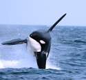 whale2.jpg