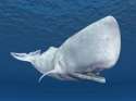 whale.jpg