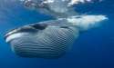 whale.jpg