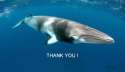 Bluewhale9523.jpg