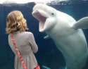 a7cedfeca1fe1ad5bd1177622f031c47-beluga-whale-hates-that-dress.jpg