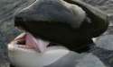 Keiko-the-killer-whale-wh-005.jpg