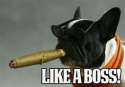Boss.jpg
