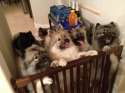 multifluff.jpg
