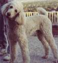 standardpoodles.jpg