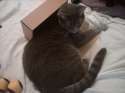 boxed.jpg