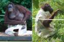 Ape-makes-its-own-clothes.jpg