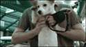 dog24.gif