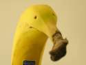 bananer.jpg