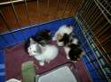 as kitten.jpg