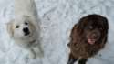 snow_pups.jpg