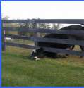 cow-stuck-in-fence.jpg