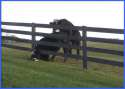 cow-stuck-in-fence-getting-boned-funny-545x391.jpg