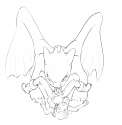 dragon.jpg