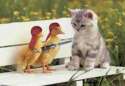 cat.jpg
