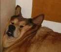 dog.png