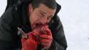bear-1.png