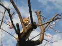 Cat_on_the_tree_3.jpg