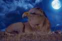 EagleLion.gif