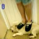 babydog.jpg