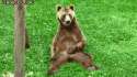 funny-gifs-is-he-watching-something-bearly-legal.gif