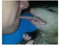 possum love.jpg