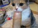 kitty.jpg