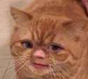 Cat.png