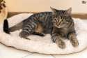 tabby-cat-colour-and-pattern-genetics-5516c5f83045a[1].jpg