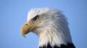 Awesome_eagle.jpg