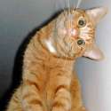 cat-turns-head-graphic.jpg