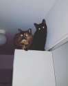 received_10154201296414388.jpg
