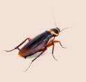 cockroach.png