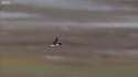 IBELIEVEICANFLY.gif