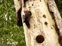 Woodpecker_Snake.gif