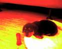 over saturated pupper.jpg