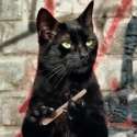 caturday.gif
